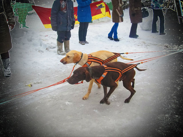 Весна чё. )))  Карасёв что такое мышковать?