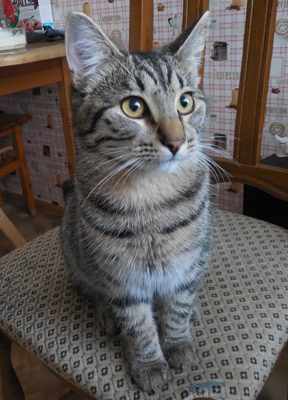 Солнечный котенок