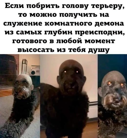 Девушка посадила кота на диету и заметила, что после этого он совсем перестал просить еду