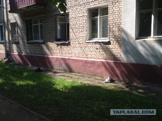 Котовторник 27.5.2014