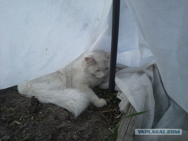 Котовторник 10.06.2014