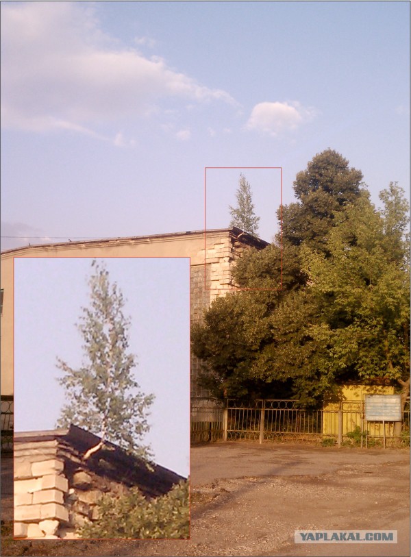 Мертвая хватка деревьев