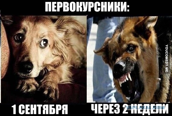 Прикольные пикчи