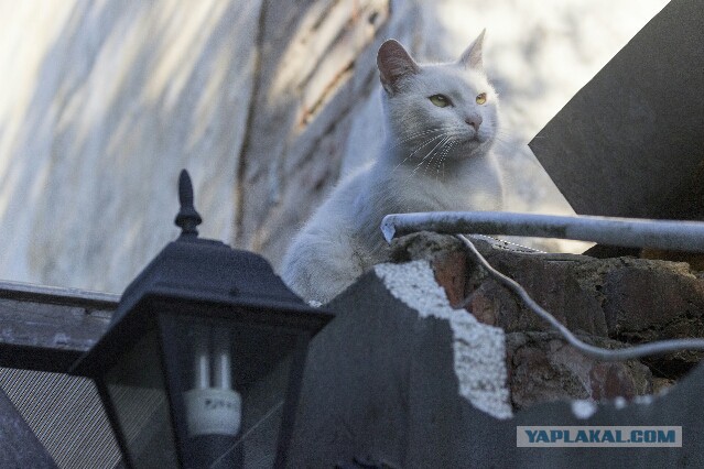Котовторник 02.09.2014