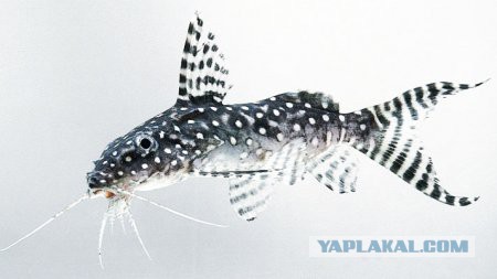 Микроаквариум