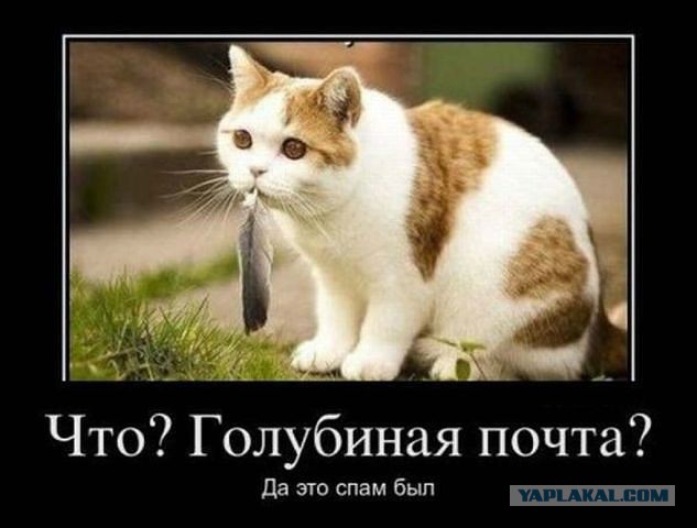 Весёлое из сети