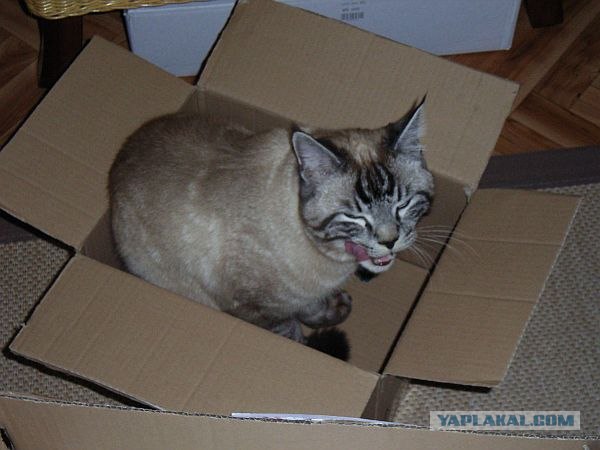 Ловушка для кошек