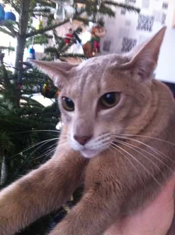 Котовторник 06.01.2015