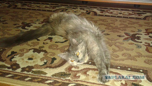 Котовторник