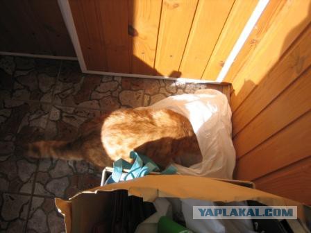 Котовторник   02.06.2015
