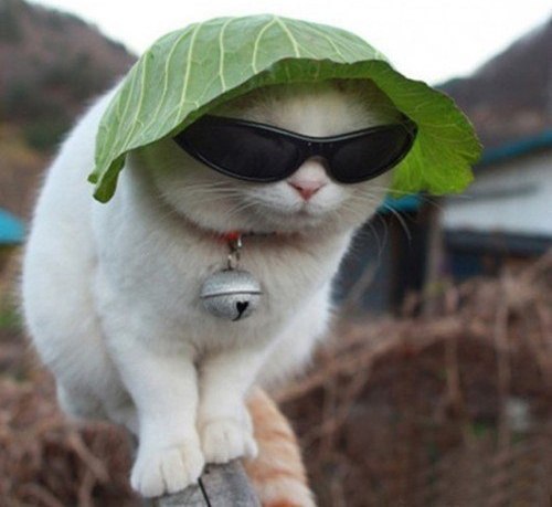 Котэподборка