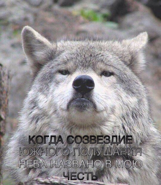 Придет серенький волчок