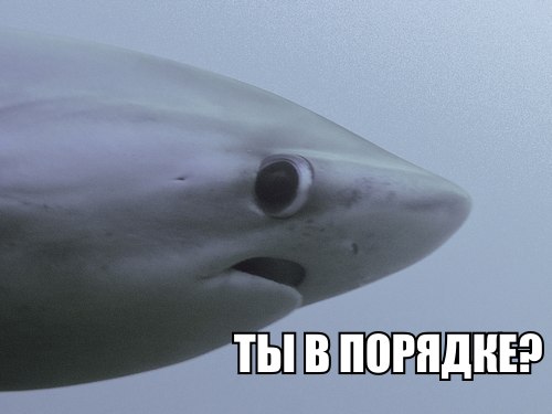 Акула решила подзакусить лодкой