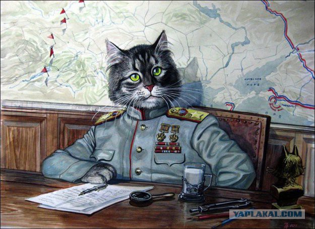 Народ! Кошка заемучила! Че делать?!