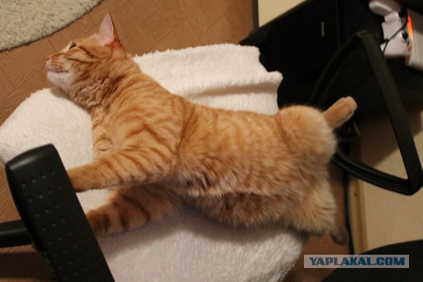 Котовторник 19.01.2016