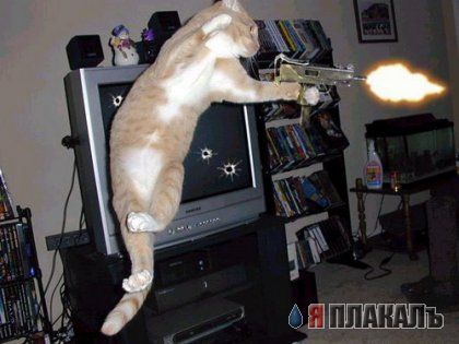 Коты, кошки, котята