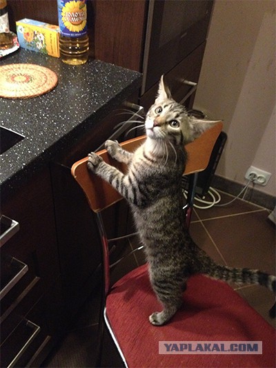 Котовторник 16.02.16