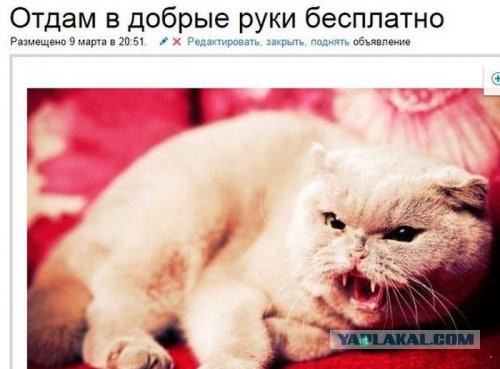 Шоколадный Кот Восточный Ориентальчик