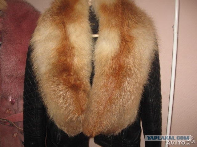 Лиса застукали в курятнике