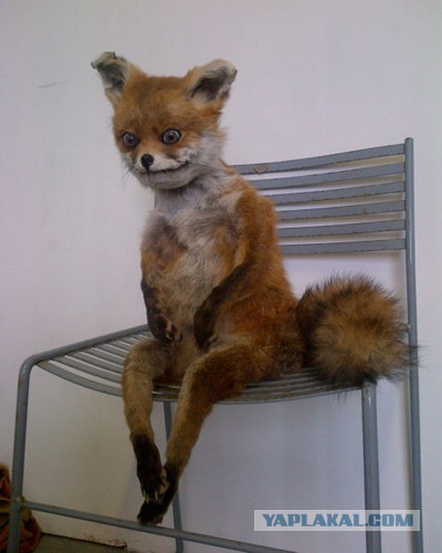 Пр корма для кошек. Рассуждения