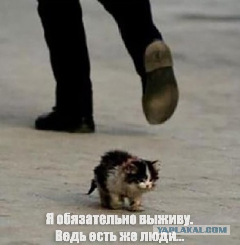 Увидел - Накорми. Помни, ты человек.
