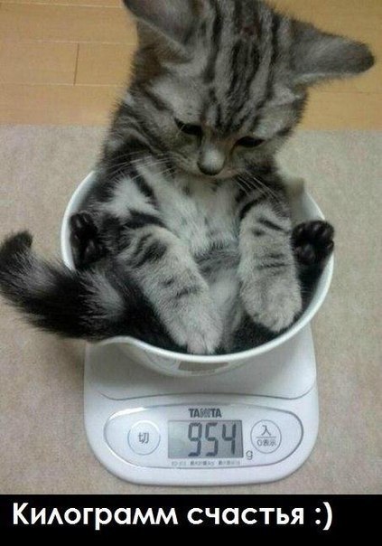 Прикольные животные