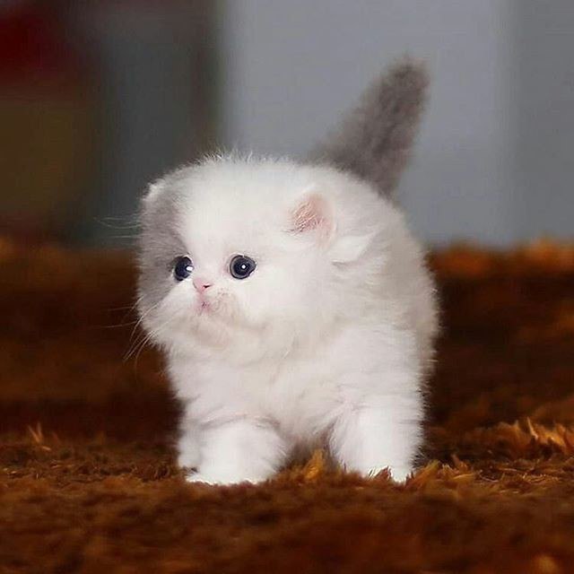 Коты из сети