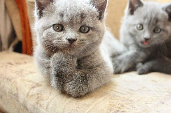Коты из сети