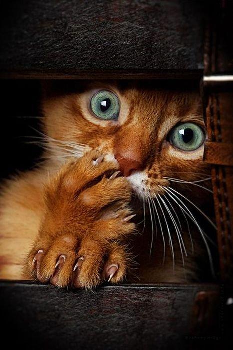 Коты из сети