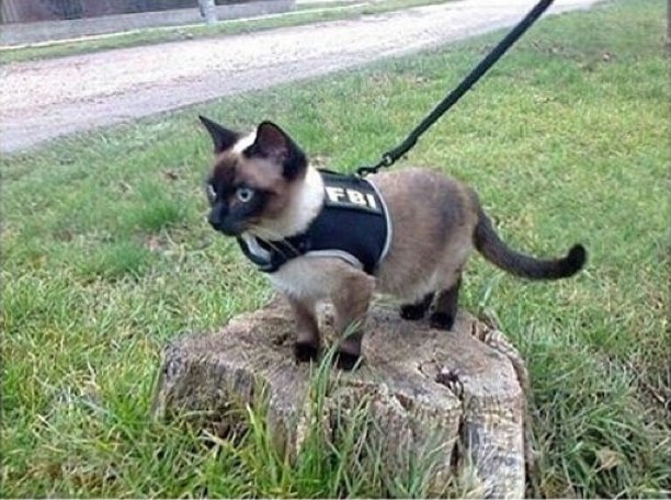 Коты из сети