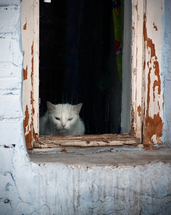 Коты и Кошки