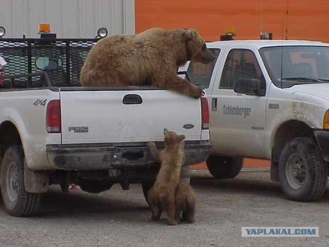 Медведь закрылся в автомобиле и... в общем - кирдык машине