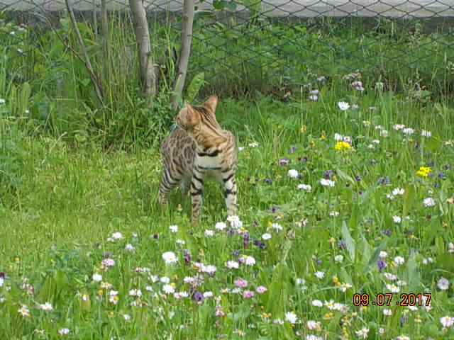 Котовторник 11.07.2017