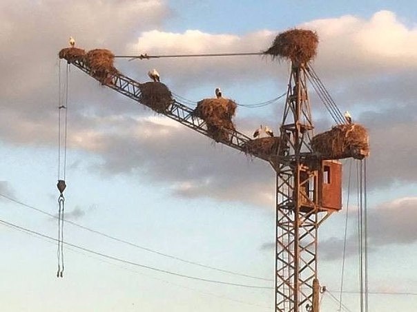 Живность из сети
