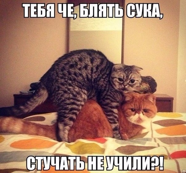 Прикольных котов пост