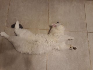 Котовторник 20.03.2018
