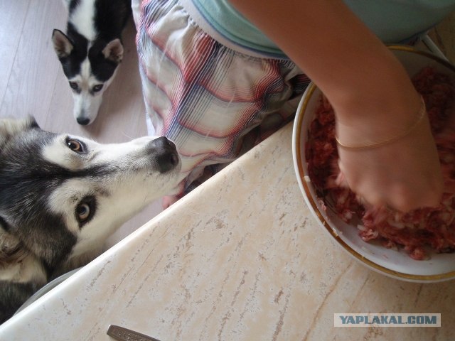 Собакосреда:) Съедим кошек:)