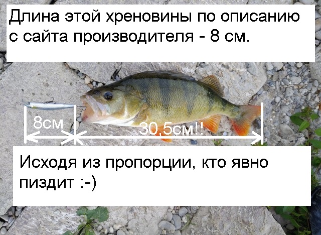 Надоела политика... или поймал окунька на 42см