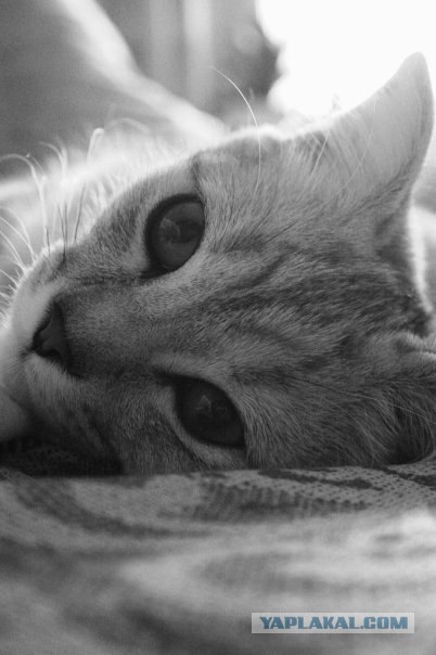 Котовторник 27 июля: лучше сидеть лежа!