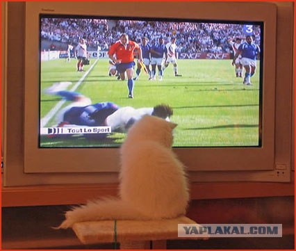 Коты и ТВ