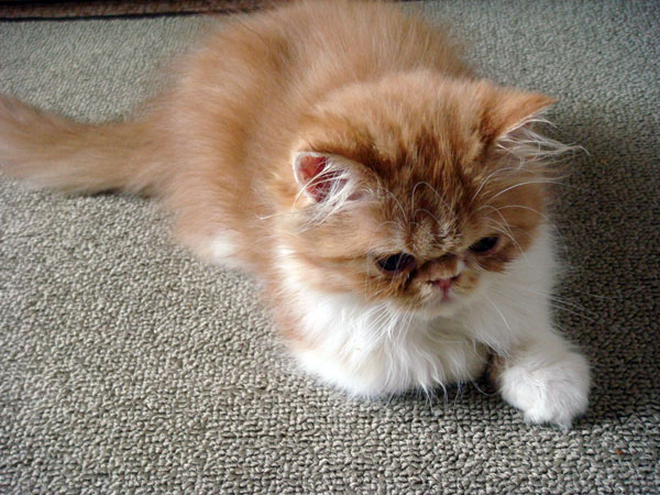 Котовторник?