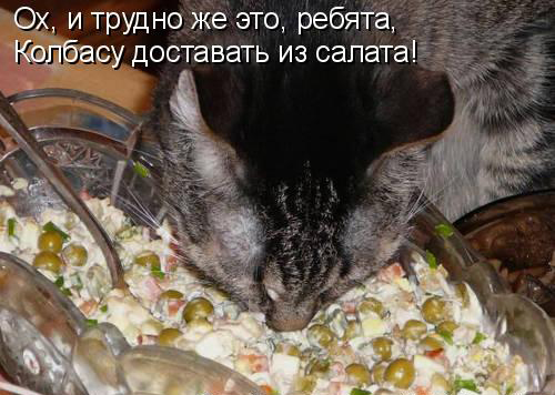 Котовторник 15.02.2011