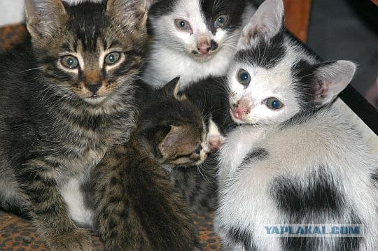 Кошачий март