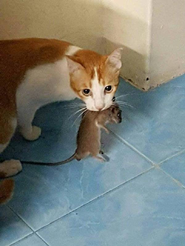 Прикольных котов пост