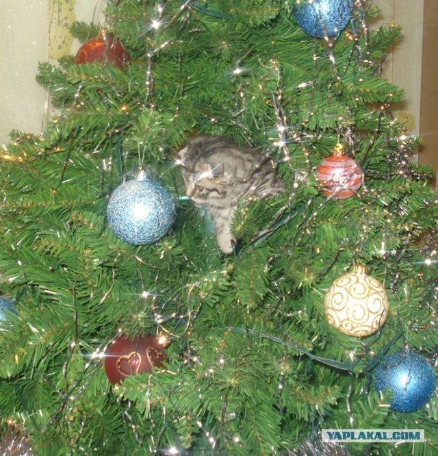 Котовторник 22.11.11