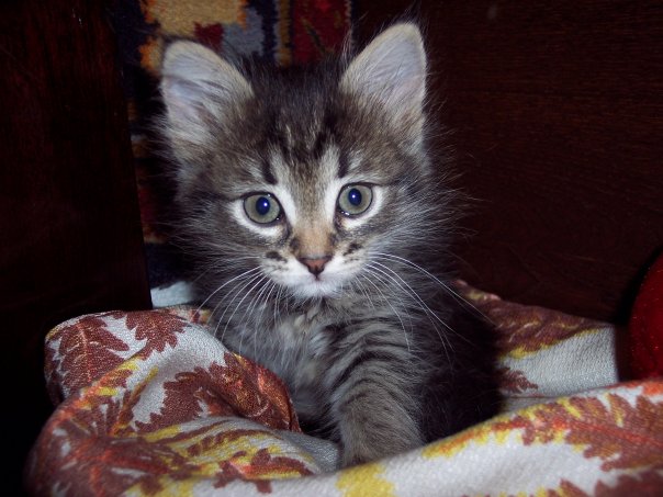 Котовторник (14.02.2012)