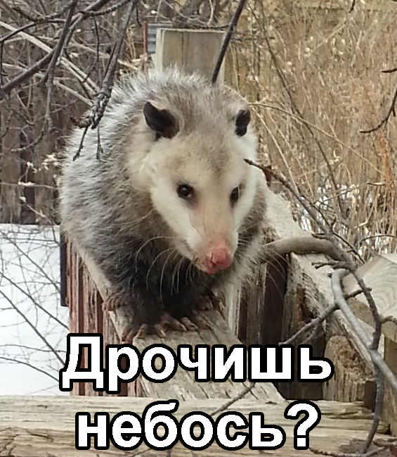 Сами ловите таких крыс