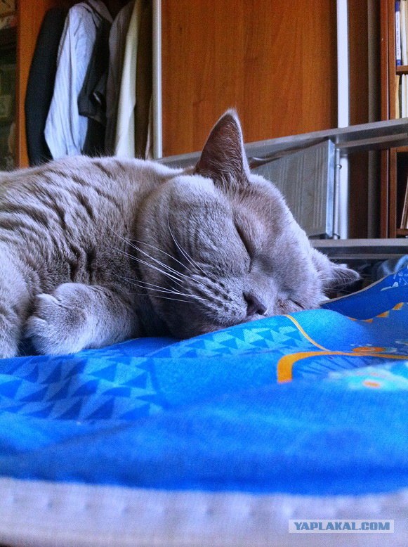 Котовторник 22.05.2012