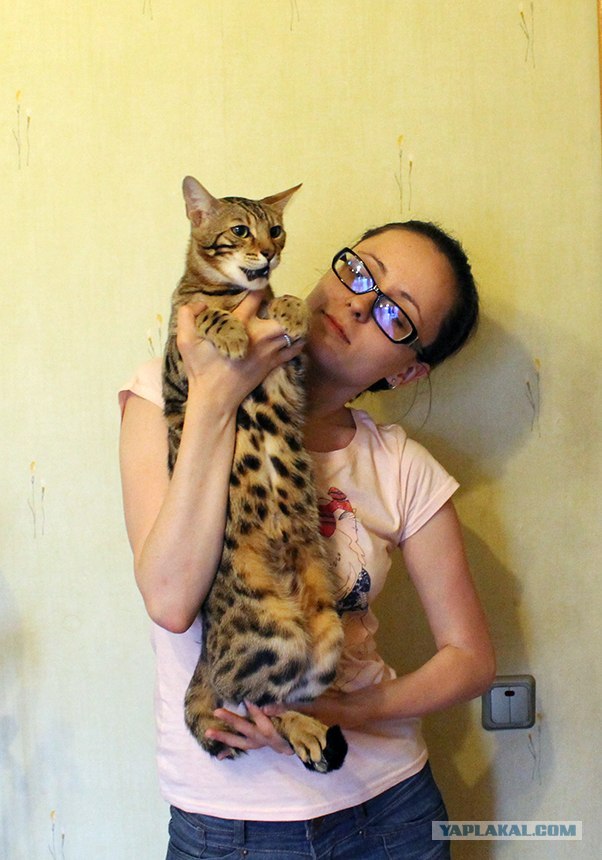 Котовторник 24.07.2012