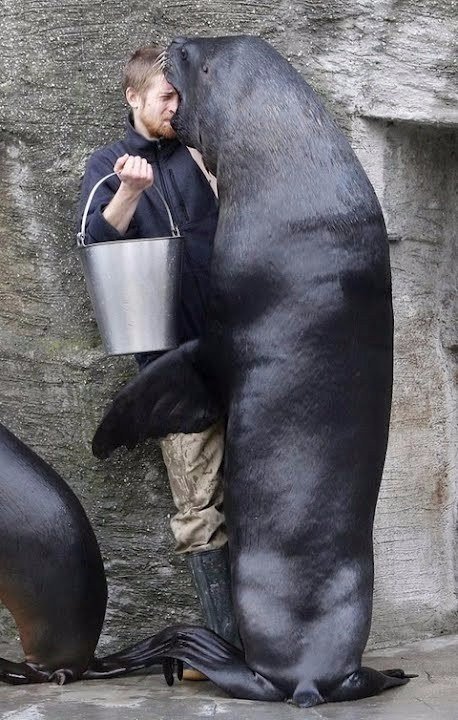 Милые животные. Мимиметр сломался